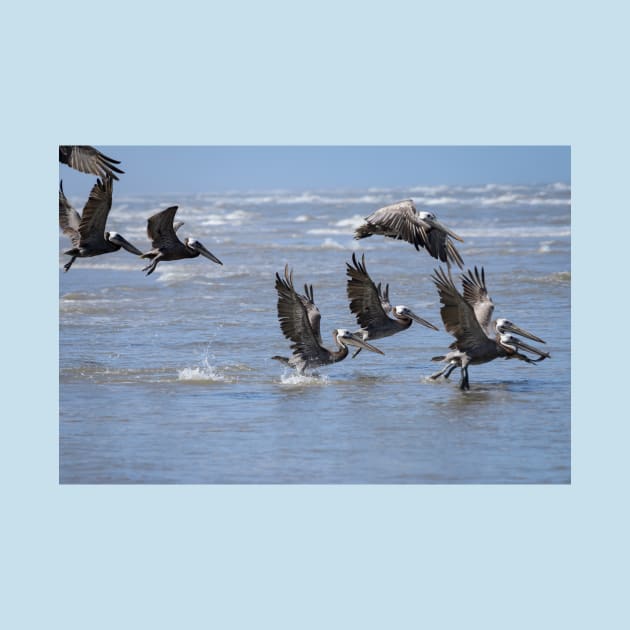 Brown Pelicans Take Flight 2 by Debra Martz