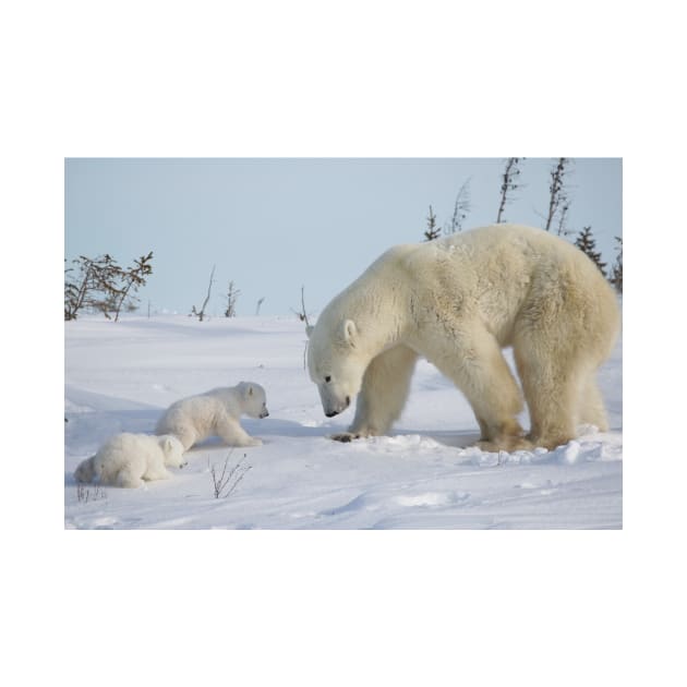 Mother polar bear watching over her two newborn cubs by mjoncheres