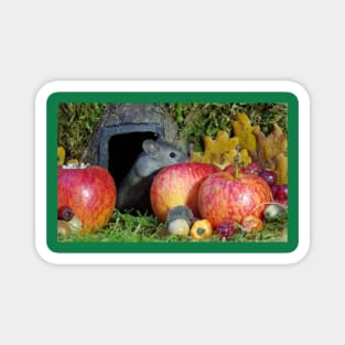 wild house mouse  in a apple Magnet