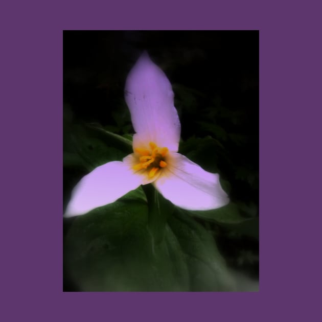 white trillium, dark background, tinted by DlmtleArt