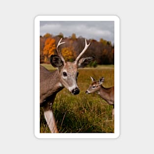 Deer - Photo Bomb Magnet