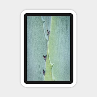 Aloe Vera Close-up Magnet