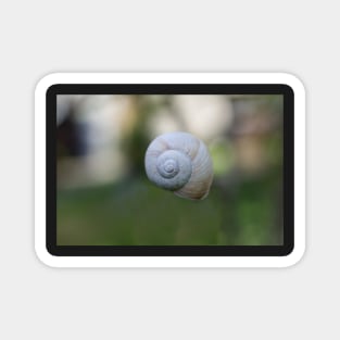 Snail shell in the middle of nature Magnet