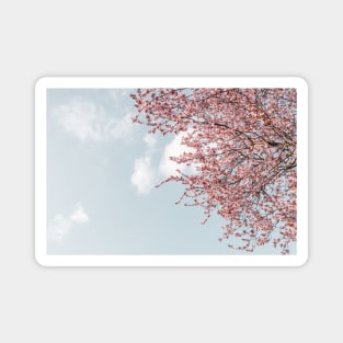 Pink Cherry Blossoms Magnet