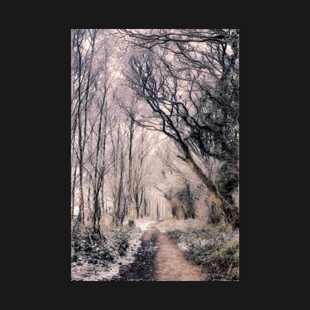 Winter forest pathway - Art Print by stuartchard