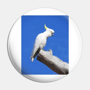 Sulphur Crested Cockatoo Pin