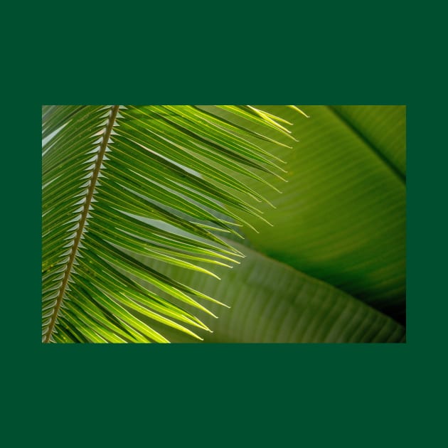 Tropical green palm fronds by iyd39