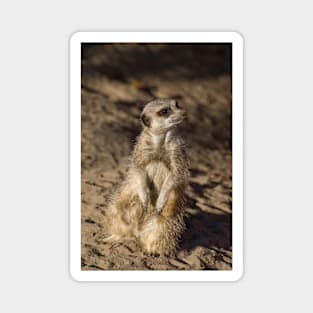 Meerkat Magnet