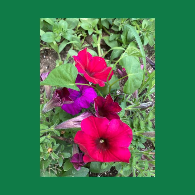 Multicolored Petunias by Amanda1775