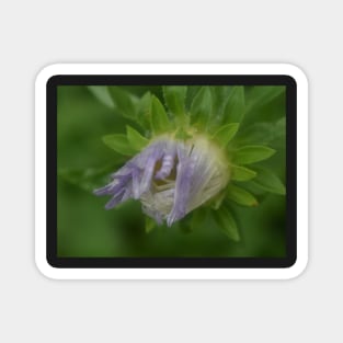 Purple flower with rain drops Magnet