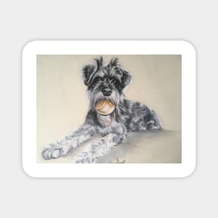 Miniature Schnauzer with ball Magnet