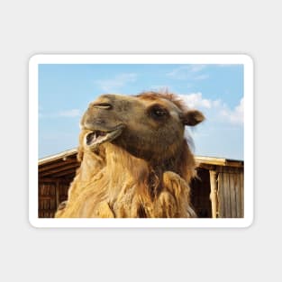 Portrait of Bactrian Camel Magnet