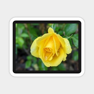 Yellow Rose 1 Magnet