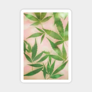 Dreamy Cannabis Marijuana Leaves Magnet