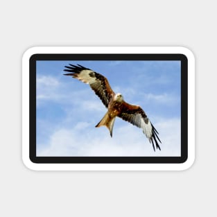 Soaring Red Kite Magnet