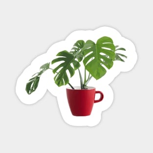 A Deliciosa cup of Monstera Magnet