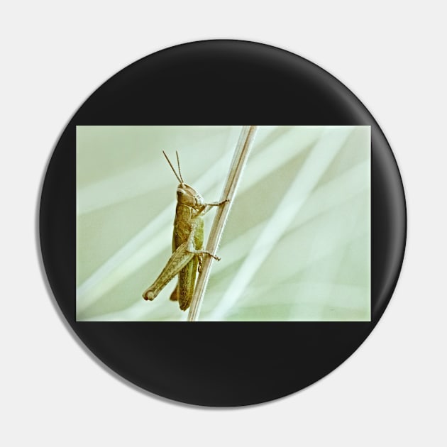 GRASSHOPPER Pin by dumbodancer