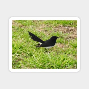 Willie Wagtail Magnet