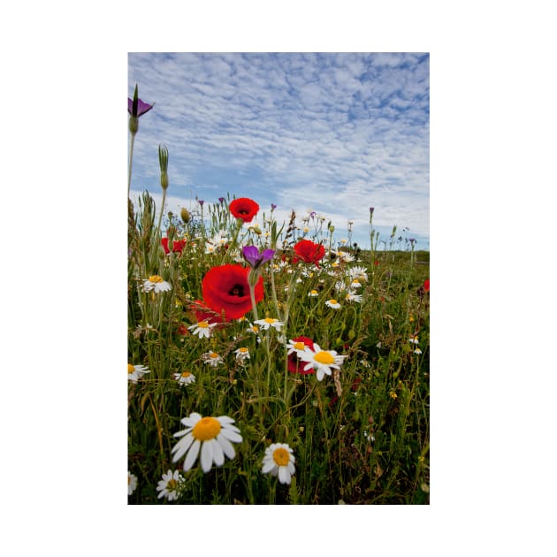 English Wild Flowers by Violaman