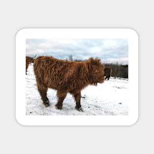 Scottish Highland Cattle Calf 1610 Magnet