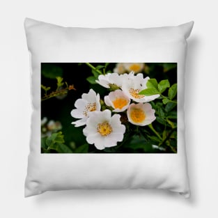 English Wild Flowers - Dog Rose Pillow