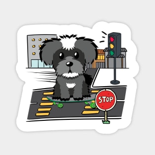 Funny schnauzer is on a skateboard Magnet