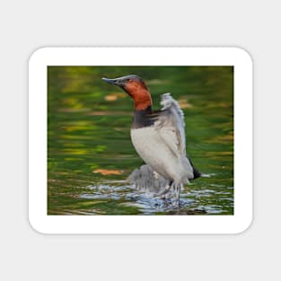 Canvasback Stretch Magnet