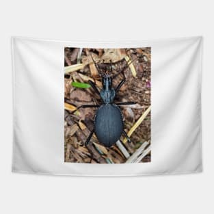 Scaphinotus angusticollis, snail-killer carabid Tapestry