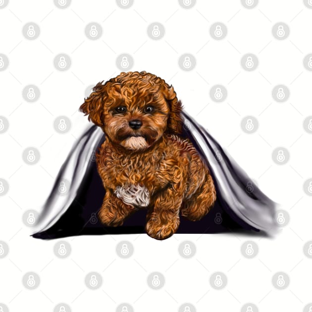 cavalier King Charles spaniel Under cover2 Cavapoochon Cavapoo Cavoodle - Lucky the cute  cavalier King Charles spaniel Bichon frise by Artonmytee