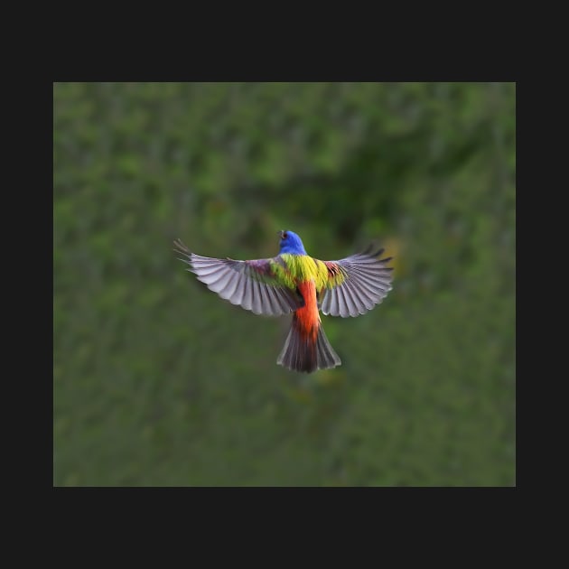 Painted Bunting Bird in Flight by candiscamera