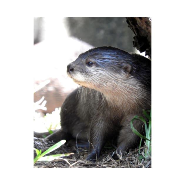 Asian Small-clawed Otter by kirstybush