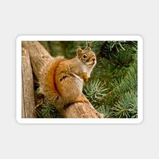 Red Squirrel Magnet