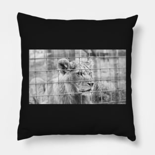 Majestic african lioness Pillow