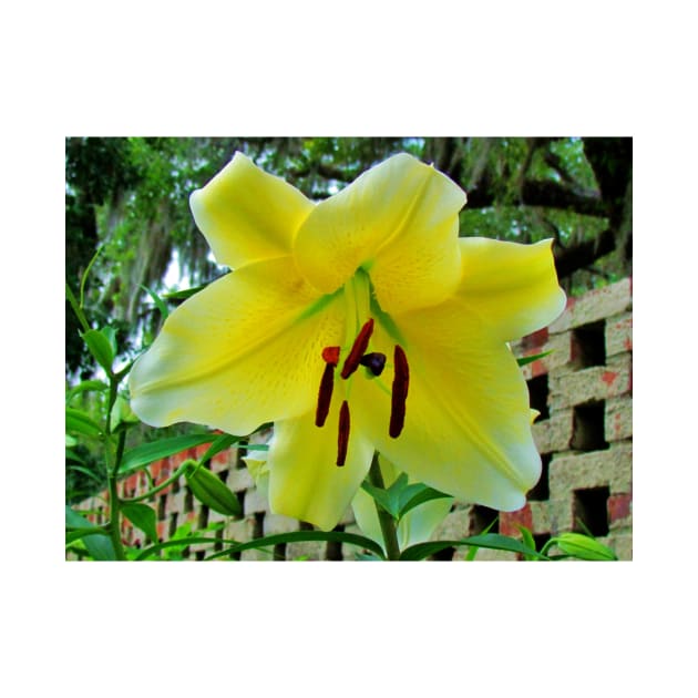 Lily By The Wall by Cynthia48