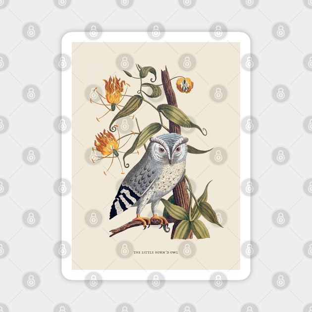 Owl Antique Naturalist Illustration Magnet by Antiquated Art