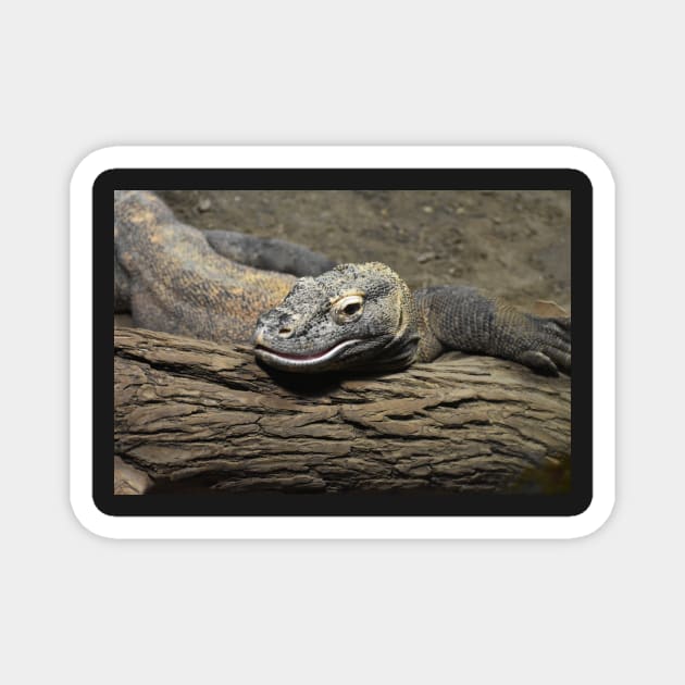 Komodo dragon Magnet by Sharonzoolady