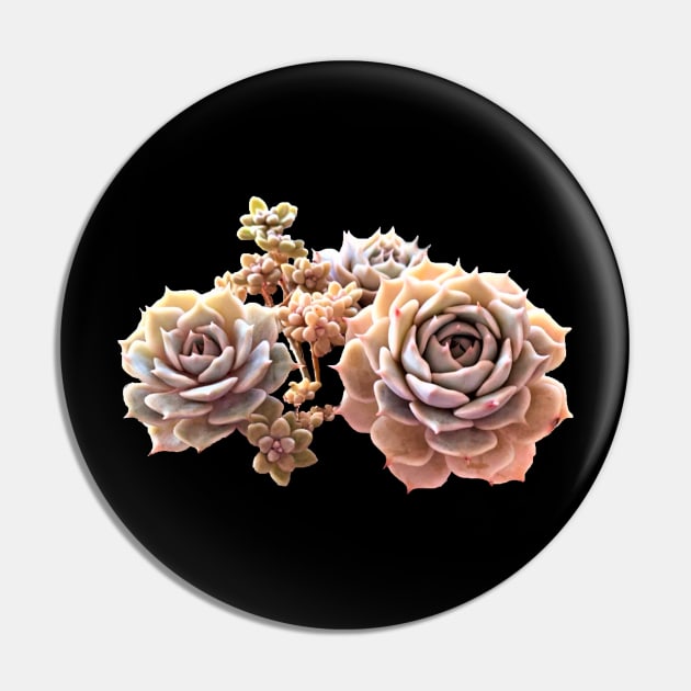 Echeveria Rosa Pin by NerdsbyLeo