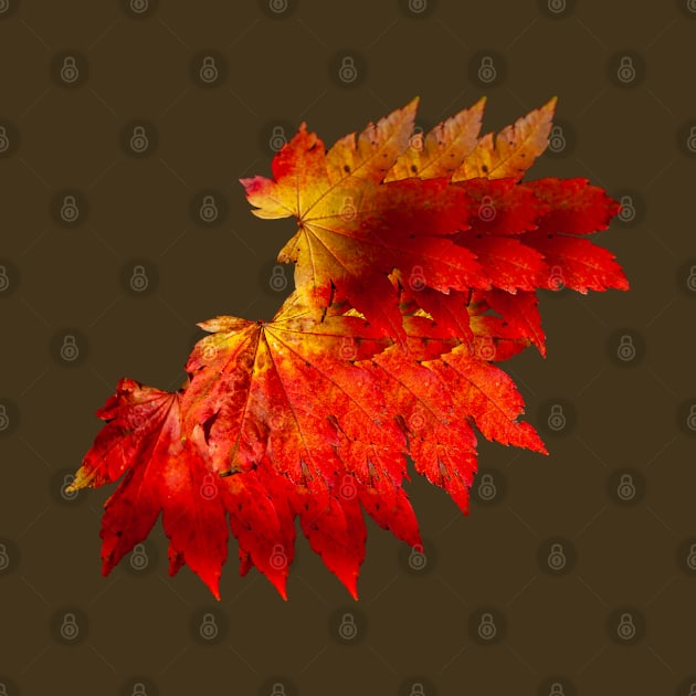 Autumnal fire colored leaves by dalyndigaital2@gmail.com