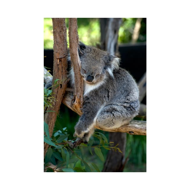 It's Hard Work Being A Koala by GP1746