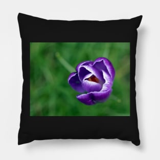 Single purple crocus Pillow