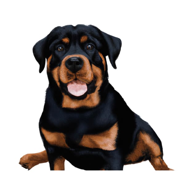 Cute Rottweiler Drawing by Play Zoo