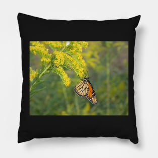 The  beauty of a Monarch Pillow