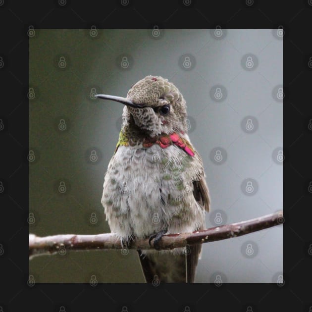 Hummingbird upclose by SandiLin