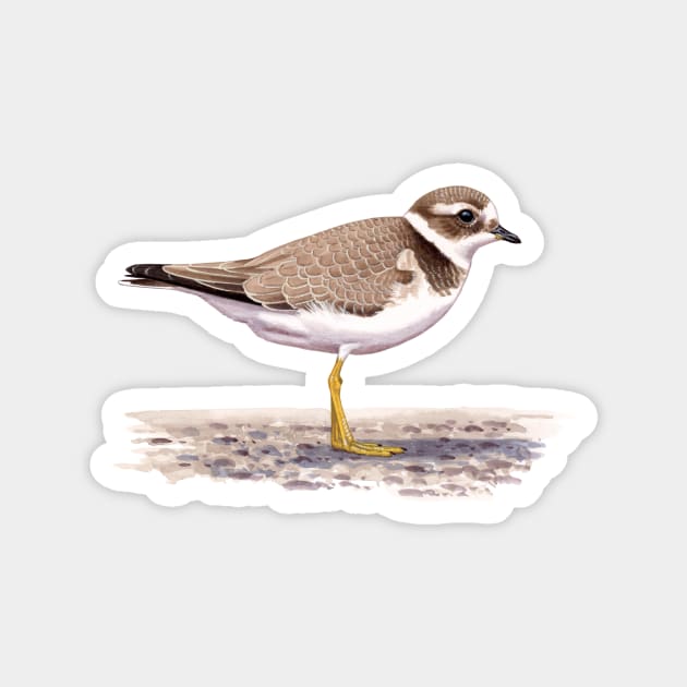 Juvenile Common Ringed Plover illustration Magnet by kokayart