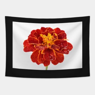 Tagetes patula &#39;Red Cherry&#39; French marigold Tapestry