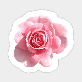 Pink Roses Magnet