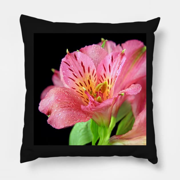 A closeup of Altroemeria Lilly Pillow by ikshvaku