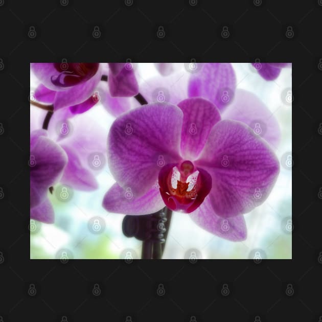 Purple Orchids by art64
