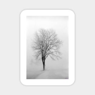 Skeletal Tree in a Winter Storm Magnet