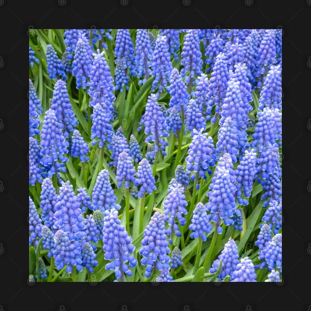 Grape Hyacinth (Muscari Armeniacum) by Upbeat Traveler